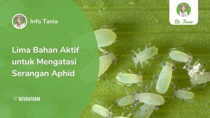 article-image